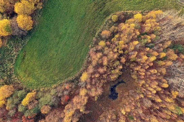 Autumn Forest Landscape View Drone Aerial Photography Viewed October Park — Stock Photo, Image