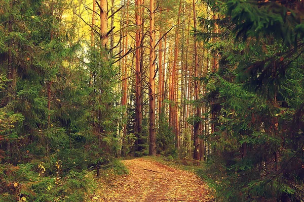 Gyllene Höst Skogslandskap Blandskog Taiga Natur Oktober — Stockfoto