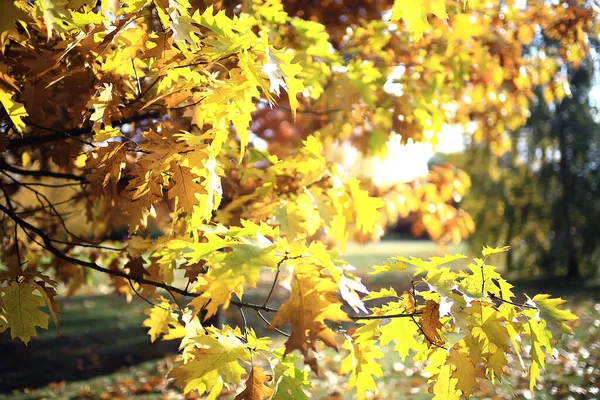 紅葉のコンセプト背景秋抽象的な10月 — ストック写真
