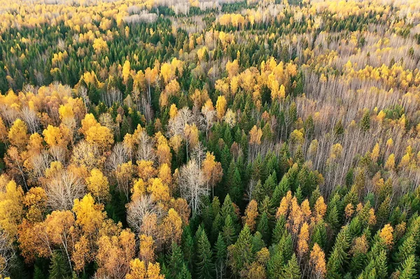 Paesaggio Della Foresta Autunnale Vista Drone Fotografia Aerea Vista Dall — Foto Stock