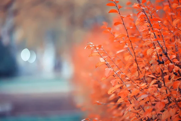 Arrière Plan Flou Des Feuilles Paysage Parc Bokeh Vue Automne — Photo