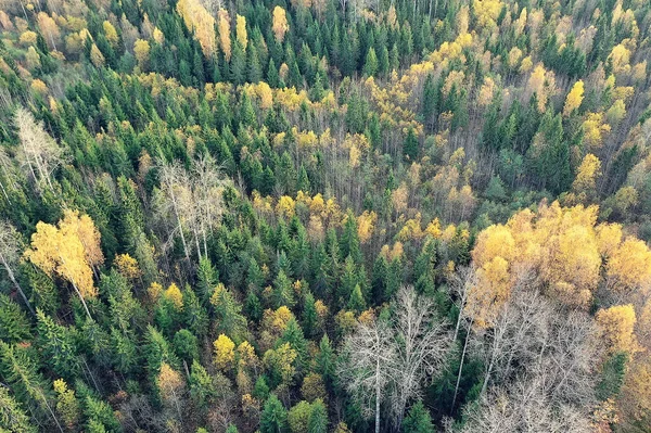 Paesaggio Della Foresta Autunnale Vista Drone Fotografia Aerea Vista Dall — Foto Stock