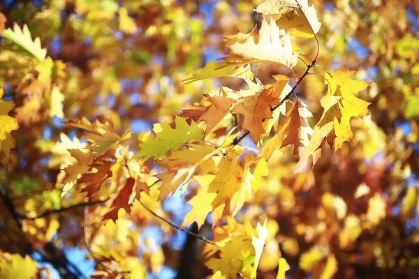 Fondo Hojas Borrosas Paisaje Del Parque Bokeh Vista Otoño Octubre — Foto de Stock