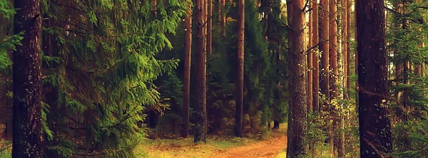 Paisaje Del Bosque Otoño Dorado Vista Mixta Del Bosque Taiga — Foto de Stock