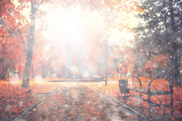 秋天的园林景观 黄树小巷背景 — 图库照片