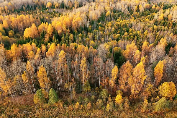 秋の森の風景ドローンからの眺め10月の公園から見た空中写真 — ストック写真