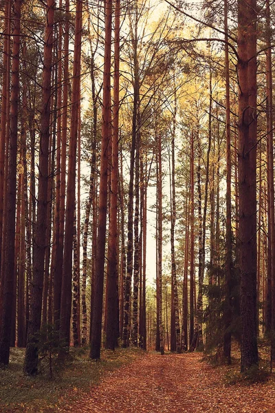 Paisaje Del Bosque Otoño Dorado Vista Mixta Del Bosque Taiga —  Fotos de Stock