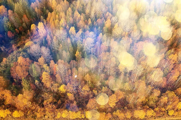 Paesaggio Della Foresta Autunnale Vista Drone Fotografia Aerea Vista Dall — Foto Stock