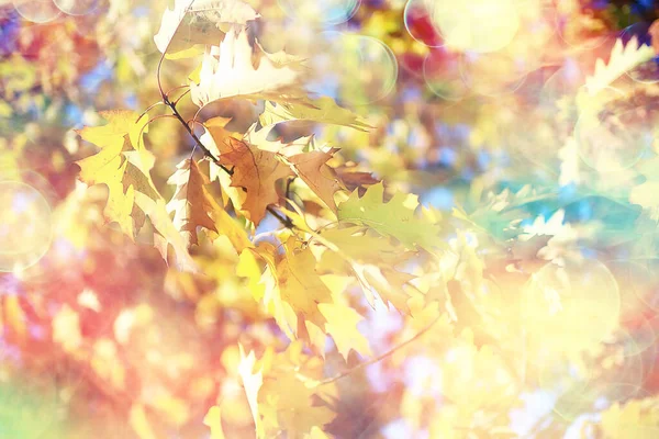 Suddiga Blad Bakgrund Bokeh Park Landskap Höstutsikt Oktober — Stockfoto