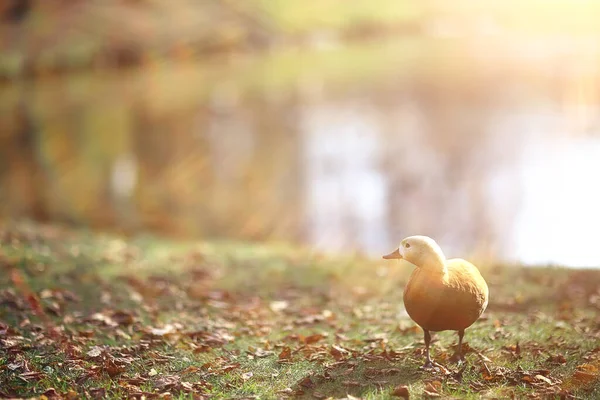 Kachna Podzimním Parku Pohled Abstraktní Relaxaci — Stock fotografie
