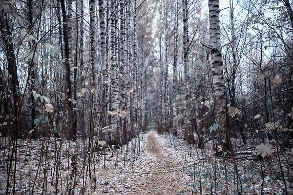 Automne Doré Paysage Forestier Vue Sur Forêt Mixte Taïga Nature — Photo