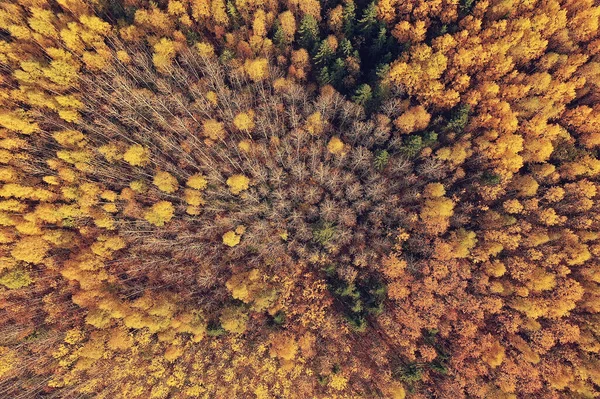 秋天的森林景观 从无人驾驶飞机看 空中摄影从上方看十月公园 — 图库照片