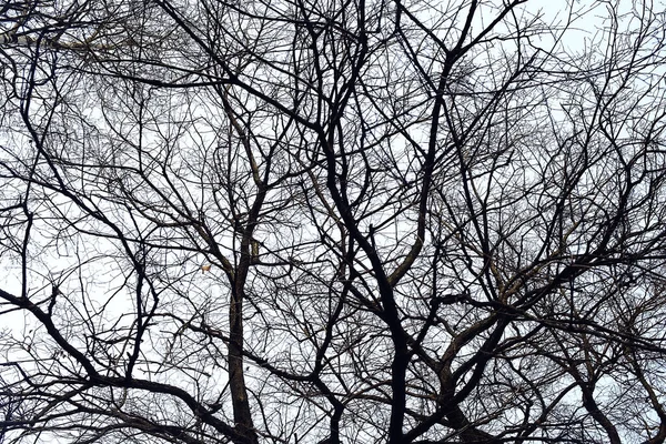 Vue Des Branches Sans Feuilles Fond Abstrait Stress Tristesse — Photo