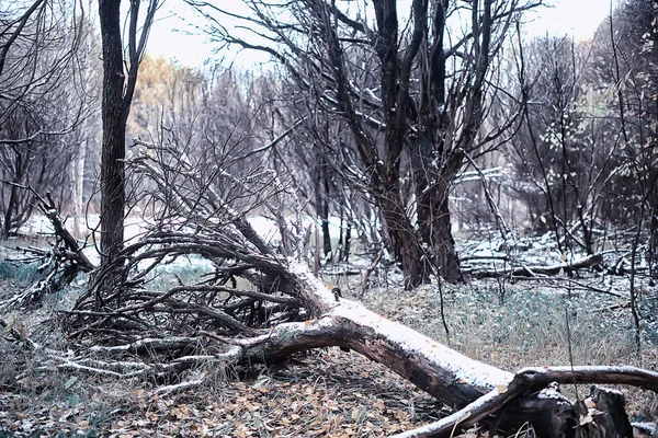 Parka Ilk Kar Yağışının Soyut Yeni Yıl Görüntüsü — Stok fotoğraf