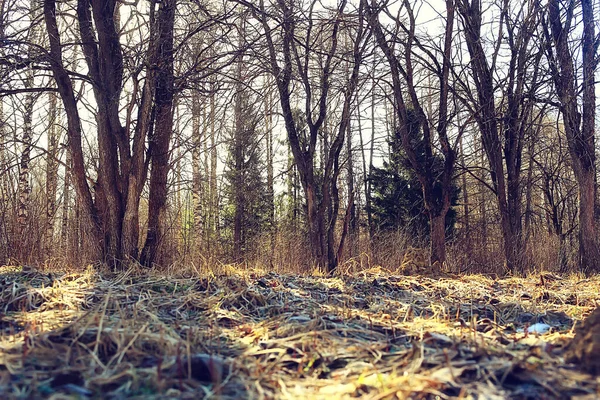 Outono Temporada Paisagem Parque Vista Das Árvores Amarelas Beco Fundo — Fotografia de Stock