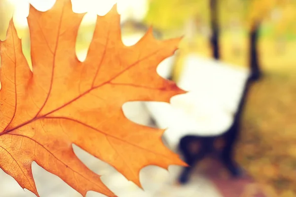 Blurred Leaves Background Bokeh Park Landscape Autumn View October — Stock Photo, Image