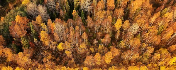 Höst Skog Landskap Från Drönare Flygfoto Sett Ovanifrån Oktober Park — Stockfoto