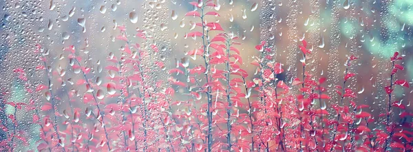 Gotas Lluvia Sobre Vidrio Vista Través Ventana Paisaje Bosque Otoño — Foto de Stock