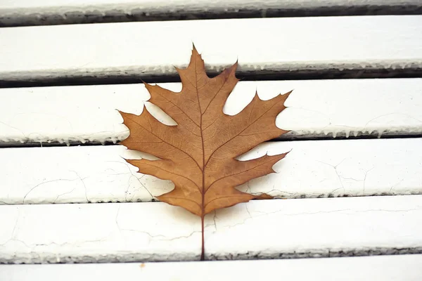 Acero Foglia Concetto Fondo Autunno Astratto Ottobre — Foto Stock