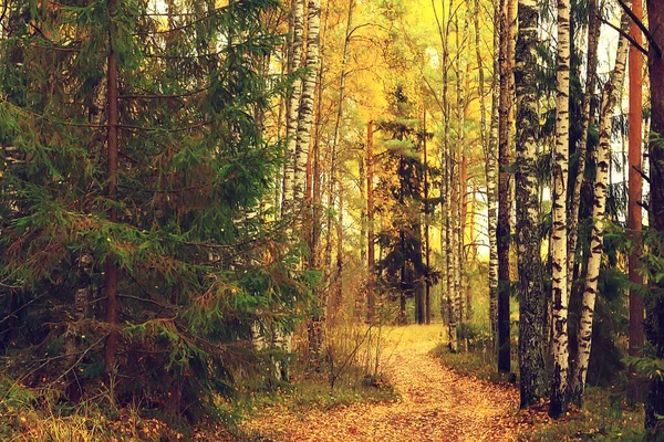 Golden Autumn Forest Landscape Mixed Forest View Taiga Nature October — Stock Photo, Image