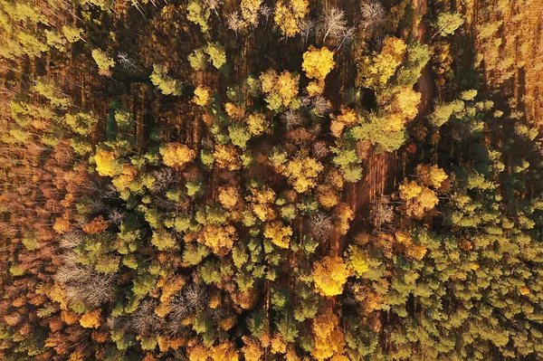 Höst Skog Landskap Från Drönare Flygfoto Sett Ovanifrån Oktober Park — Stockfoto