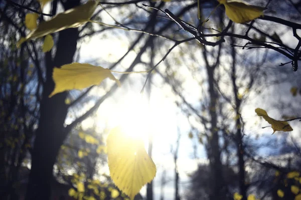 View Branches Leaves Background Abstract Stress Sadness — Stock Photo, Image