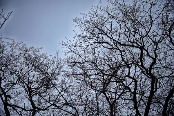 葉のない枝の見方抽象的ストレス悲しみ — ストック写真