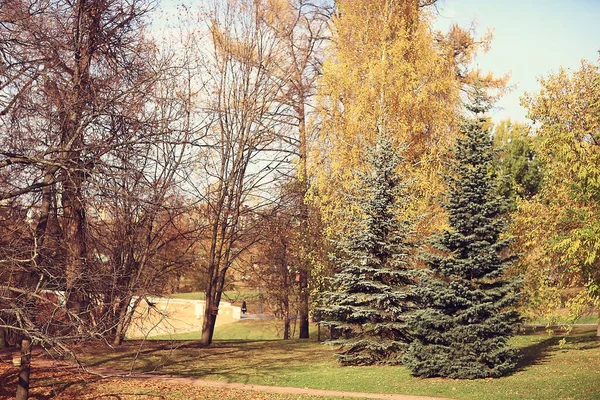 Paisaje Del Bosque Otoño Dorado Vista Mixta Del Bosque Taiga — Foto de Stock