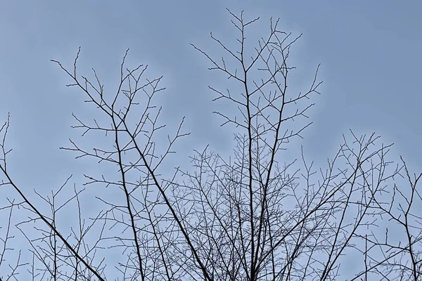 View Branches Leaves Background Abstract Stress Sadness — Stock Photo, Image