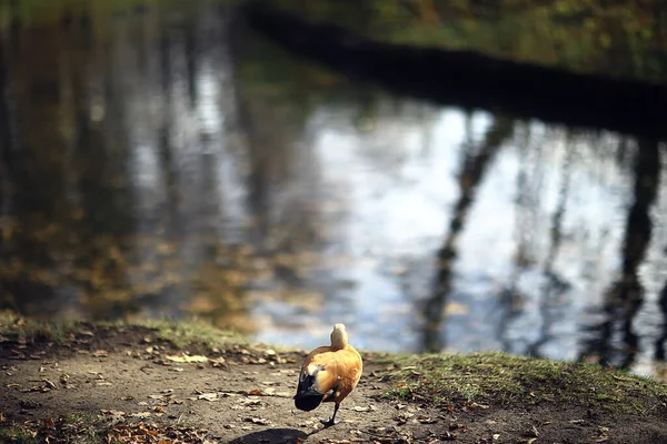 Kachna Podzimním Parku Pohled Abstraktní Relaxaci — Stock fotografie