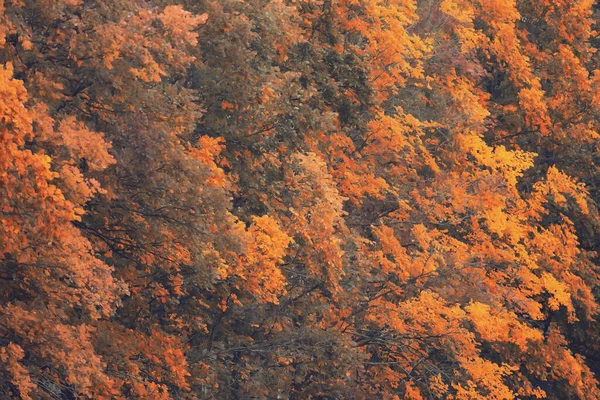 Wielokolorowe Liście Gałęzie Tło Abstrakcyjny Rozmyty Widok Tapety — Zdjęcie stockowe