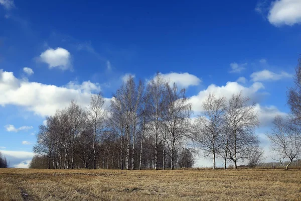 Syyspuisto Kaupungin Taustamaisemassa Abstrakti Syysnäkymä — kuvapankkivalokuva