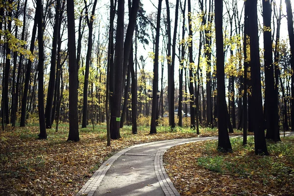 Jesienny Park Tle Miasta Krajobraz Abstrakcyjny Widok Jesieni — Zdjęcie stockowe