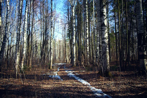 Automne Doré Paysage Forestier Vue Sur Forêt Mixte Taïga Nature — Photo