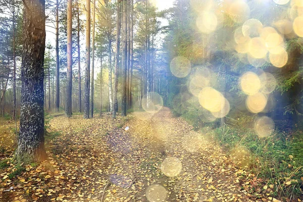 Höst Park Staden Bakgrund Landskap Abstrakt Höst — Stockfoto