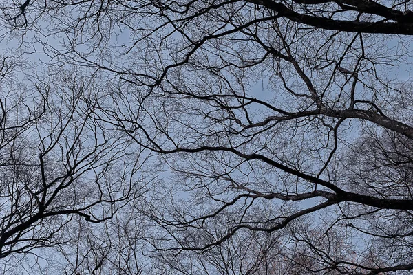 나뭇잎이 가지를 추상적 스트레스를 받는다 — 스톡 사진