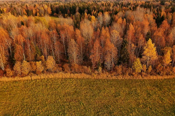 Осенний Лесной Пейзаж Вид Беспилотника Аэрофотосъемка Сверху Октябрьском Парке — стоковое фото