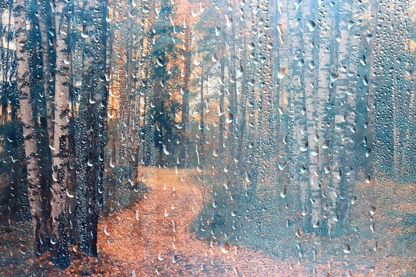 Gocce Pioggia Vetro Vista Attraverso Finestra Paesaggio Foresta Autunnale Parco — Foto Stock