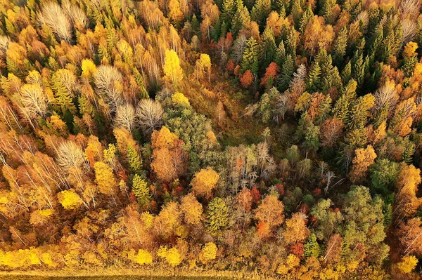 Autumn Forest Landscape View Drone Aerial Photography Viewed October Park — Stock Photo, Image
