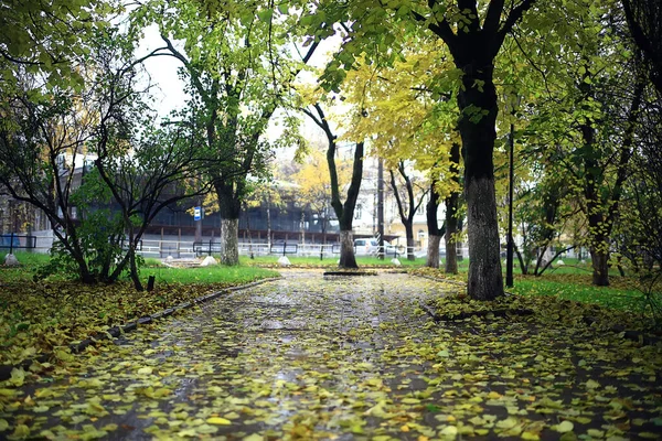 Jesień Sezon Krajobraz Parku Widok Żółte Drzewa Aleja Tło — Zdjęcie stockowe