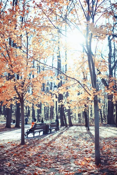 공원의 노랗게 나무들의 뒷모습 — 스톡 사진