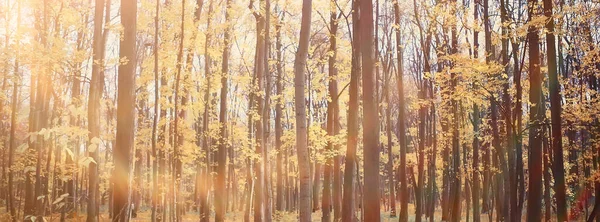 Gouden Herfst Bos Landschap Gemengd Bos Uitzicht Taiga Natuur Oktober — Stockfoto