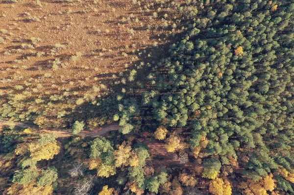 Sonbahar Orman Manzarası Insansız Hava Aracının Görüntüsü Ekim Parkında Yukarıdan — Stok fotoğraf