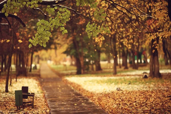 Пейзаж Осеннего Сезона Парке Вид Переулок Желтых Деревьев — стоковое фото