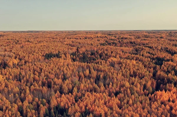 Outono Paisagem Florestal Vista Drone Fotografia Aérea Vista Cima Outubro — Fotografia de Stock