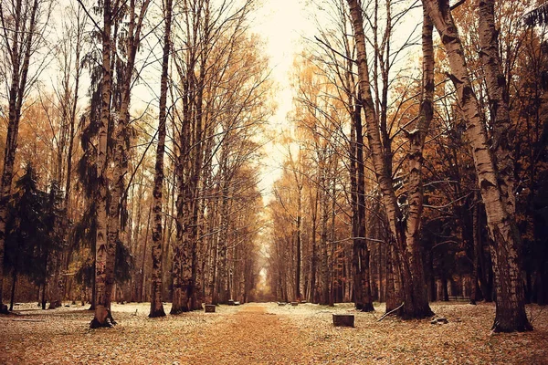 Podzimní Sezóna Krajina Parku Pohled Žluté Stromy Pozadí — Stock fotografie