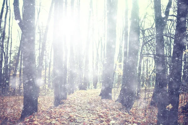 Paysage Saison Automne Dans Parc Vue Sur Fond Ruelle Arbres — Photo