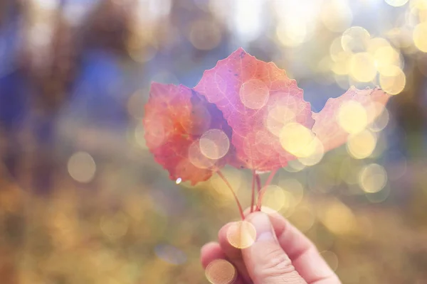 叶背模糊 公园景观 十月的秋景 — 图库照片
