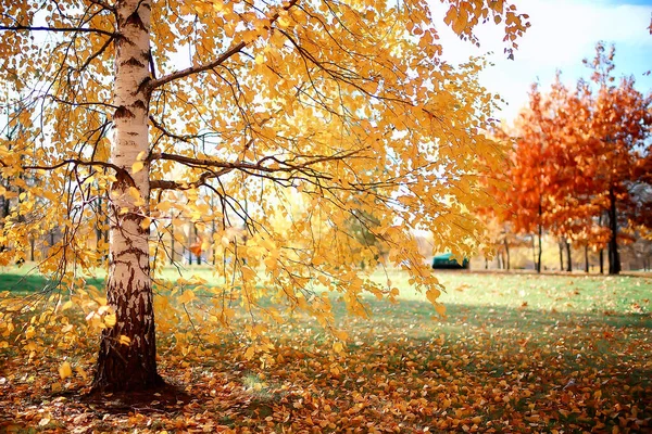 Herbst Saison Landschaft Park Blick Auf Gelbe Bäume Allee Hintergrund — Stockfoto