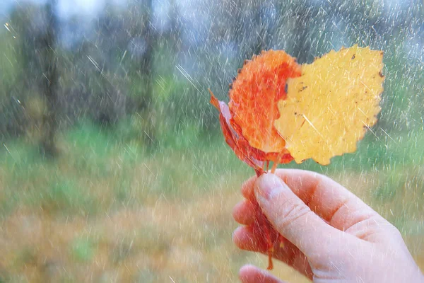 bad weather rain wind, autumn concept background